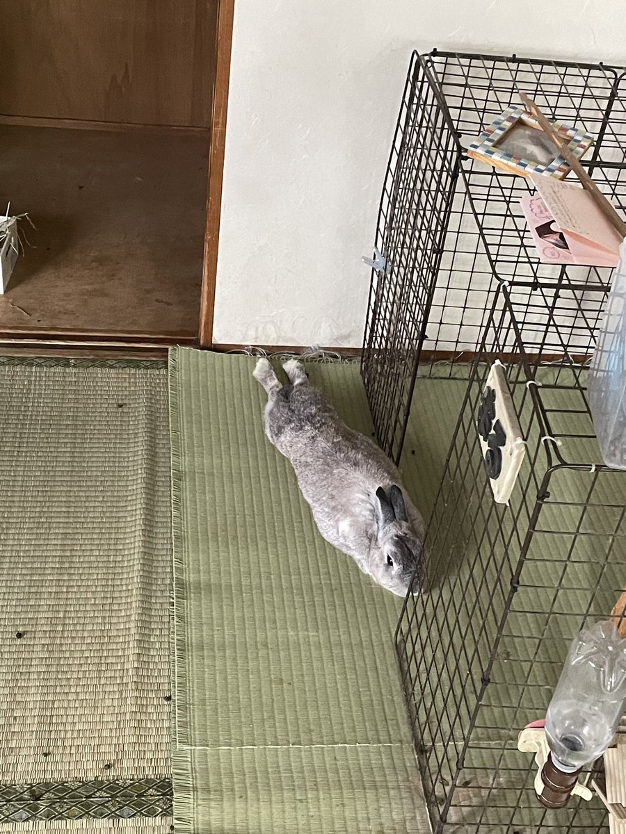 marukun2020's tweet photo. 今朝のまる🚀くつろぎすぎてしょ🤣🤣🤣#うさぎ #うさぎのいる暮らし https://t.co/nJo86FgwC3