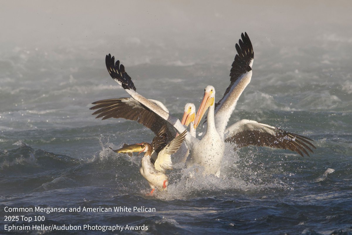 Congratulations to Ephraim Heller, whose gripping photo of a Common Merganser and American White Pelicans in <a href="/GrandTetonNPS/">Grand Teton National Park</a>, Wyoming, was named to the 2025 Audubon Photography Awards Top 100!

See the full list at buff.ly/F4afM5K.

#Wyoming #Birds