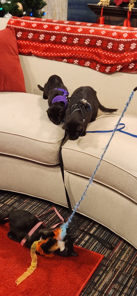 Iowa Live tweet media