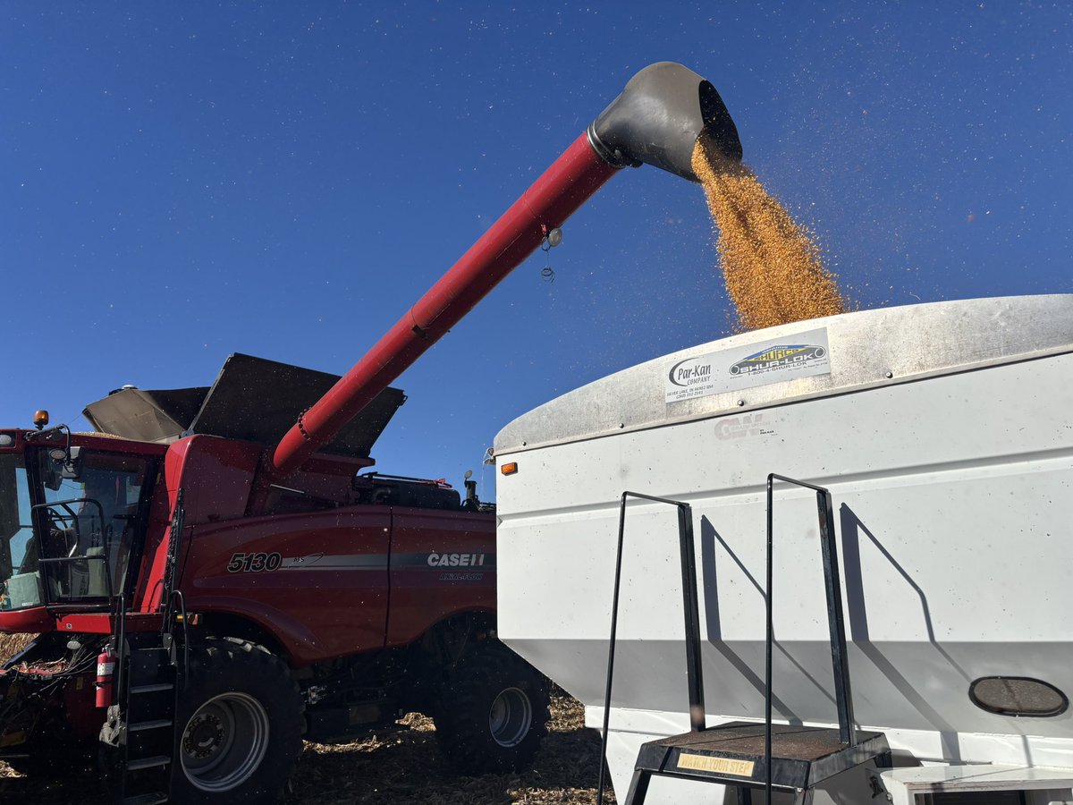Was an excellent day to harvest a corn plot south of Thamesville.  Thank you to our co-operators Bill and Adam McDonald, and to <a href="/thirlwall/">Bob Thirlwall</a> for helping out.
Plot results will be posted on our website soon!