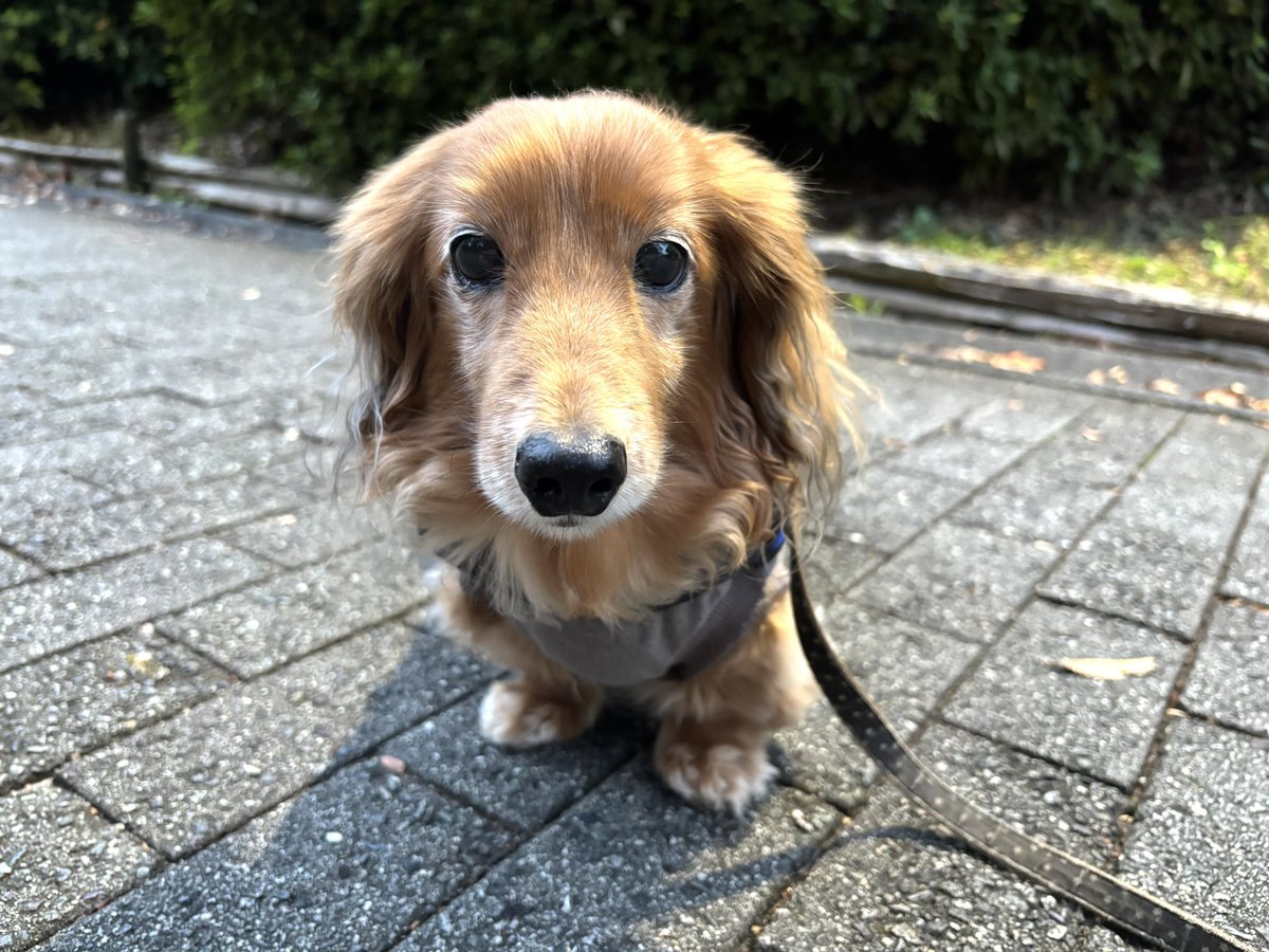 tibi_makiusa's tweet image. 11月5日、今日はお母ちゃんが珍しく早起きしたから、30分以上早くいつもの大きな公園に朝散歩に行ったよ❗️
このところアラジンの飲む水の量が増えて、オムツにおしっこするように...膀胱炎が再発したかしら😰
#犬好きさんと繋がりたい