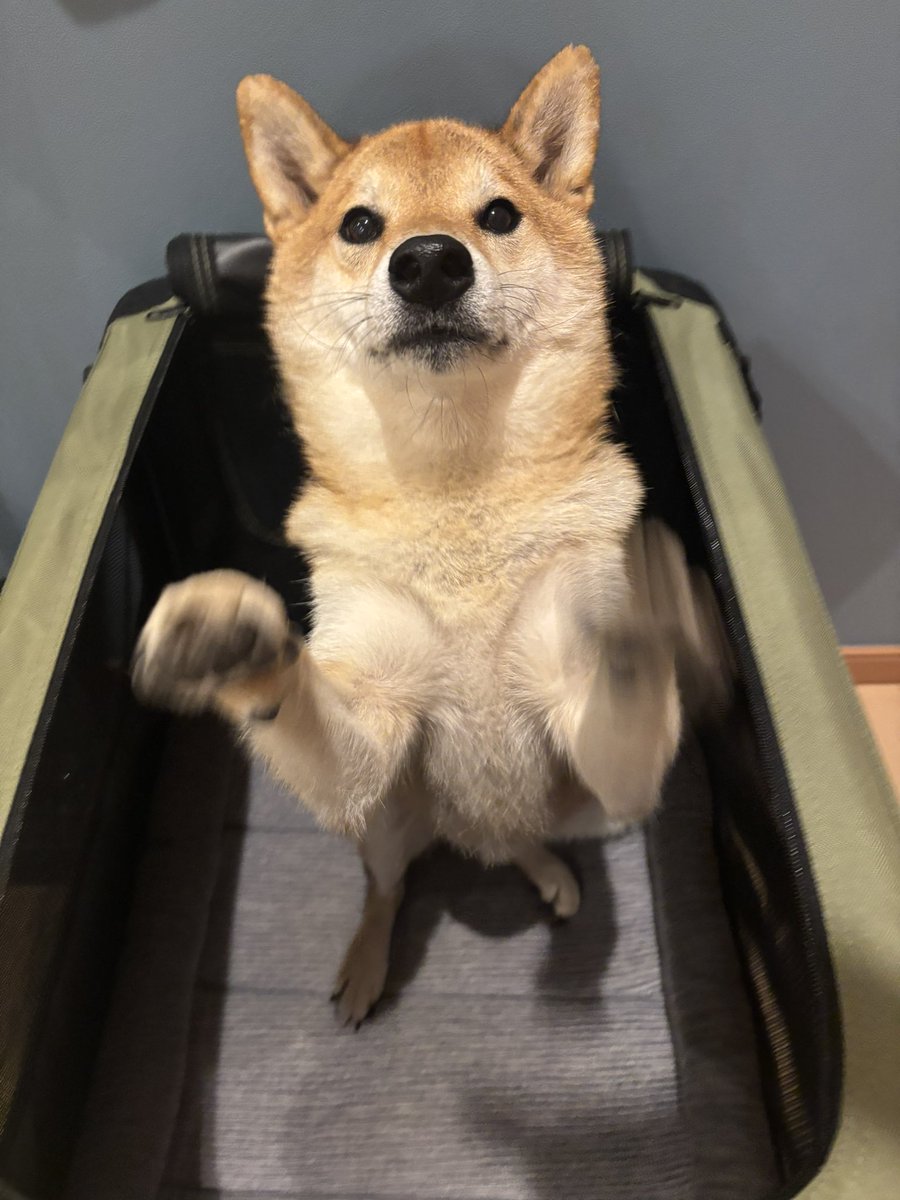 shiba様 新たな特訓🏋️ 何度目かのクレートトレーニング 前のソフトクレートに