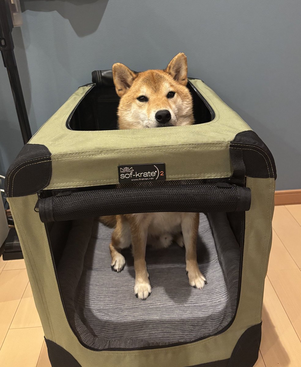 新たな特訓🏋️ 何度目かのクレートトレーニング 前のソフトクレートに