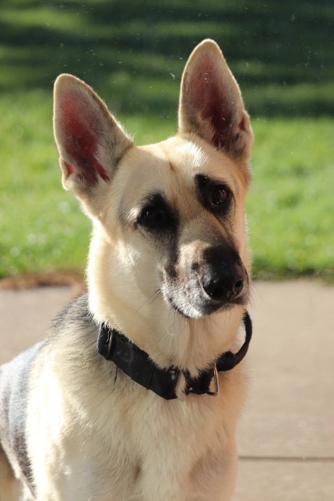 <a href="/BenjaminTurney/">Bravo Romeo Tango 🇺🇸</a> 
This is Lenny. 
Ball is life!
That is all.