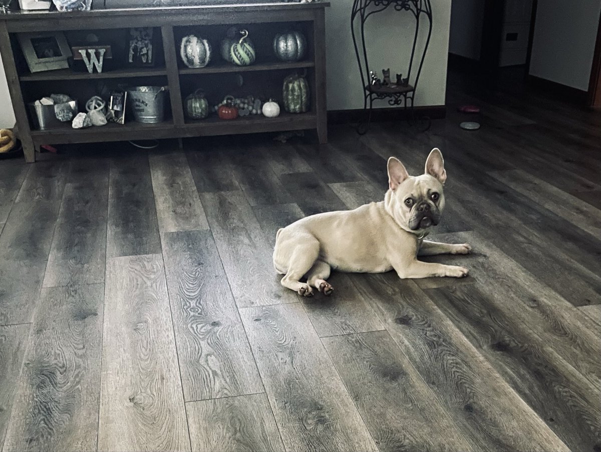 Dawn_wise01's tweet photo. @servicerotties Her name is Betty! https://t.co/0YkmD2Jecs