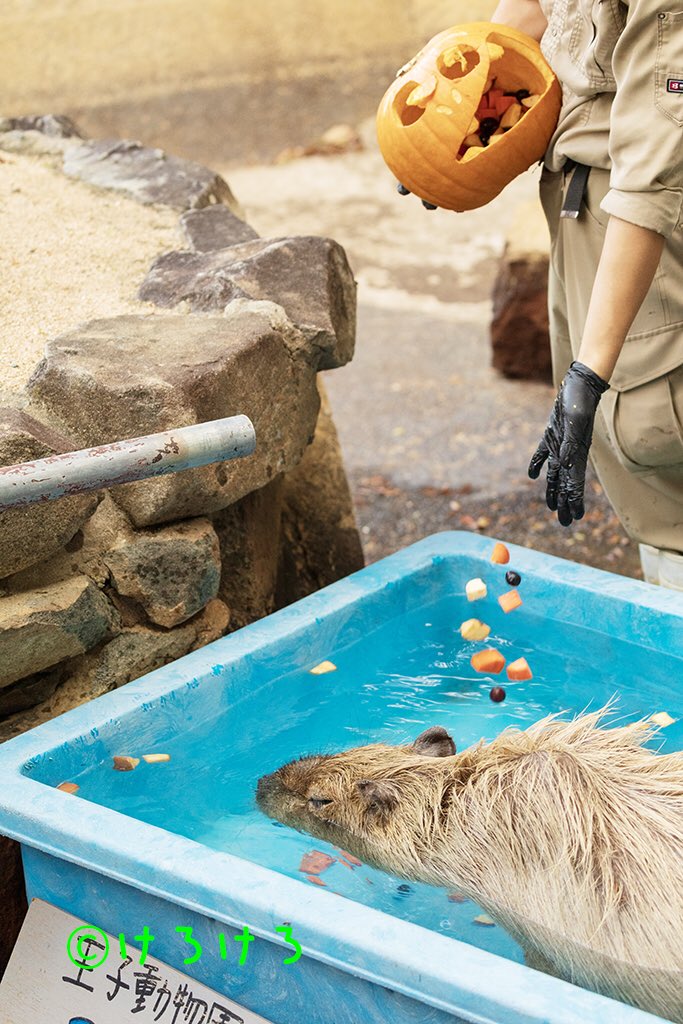 けろけろ (@capyanimal) / Posts / X