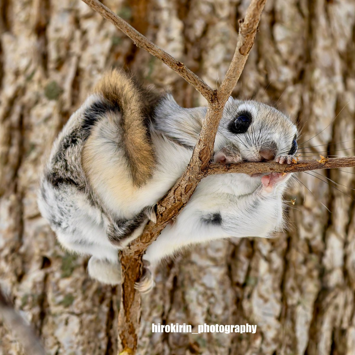 ラフドット✿.*・✿.*・早い者勝ち JKL (@jackknifelovers) / Posts / X