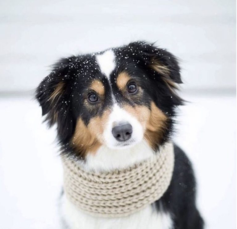 Oatmeal Infinity Dog Scarf

When the infinity scarf took the human fashion world by storm, dogs everywhere barked with envy. Now, they can strut in style too—get one for your pup at Happy Breath!

Shop Happy Breath at happybreath.com/product/oatmea…

#doglover #DogLife #HappyBreath