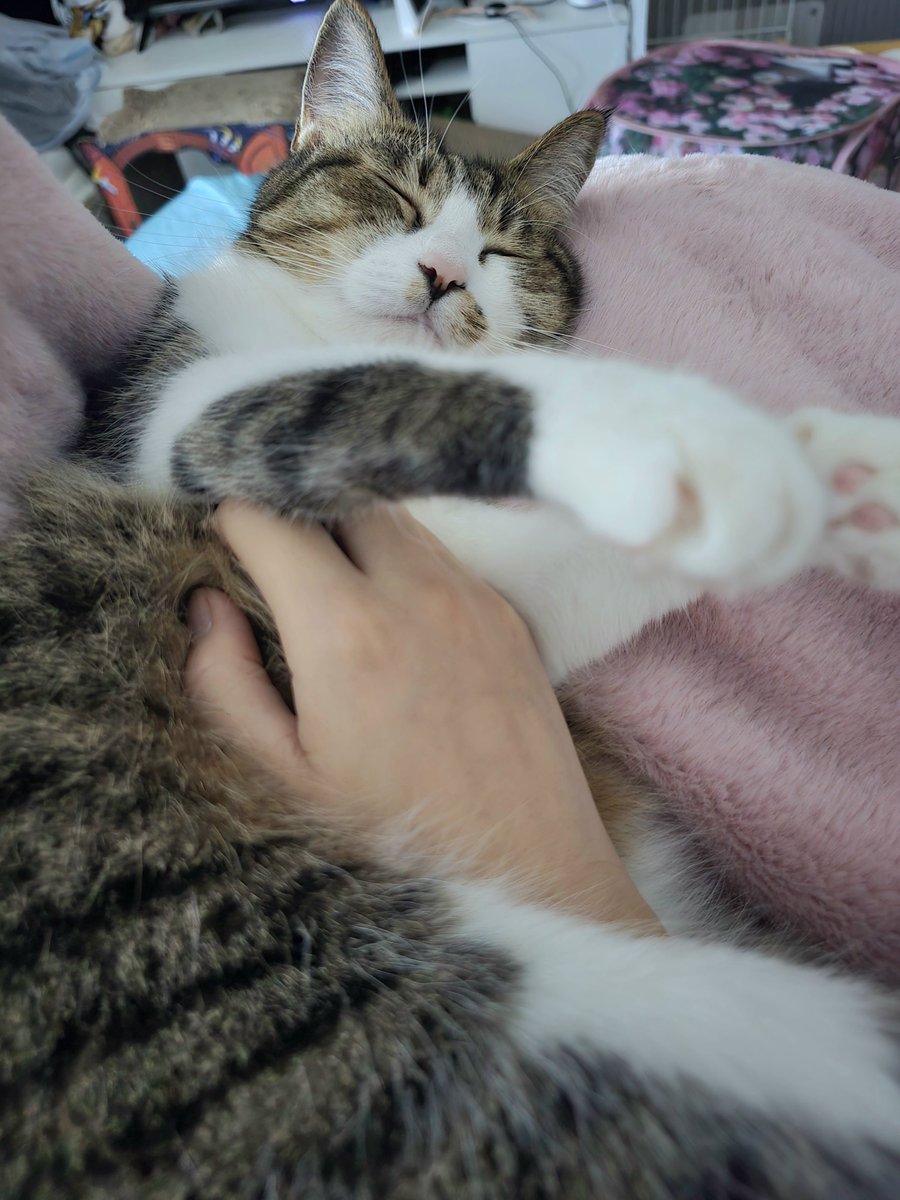 まりもちゃん！と🧌 on X