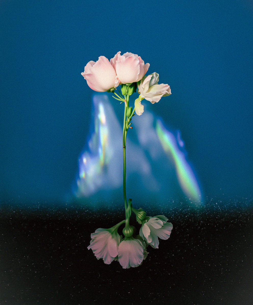 the presence of flowers