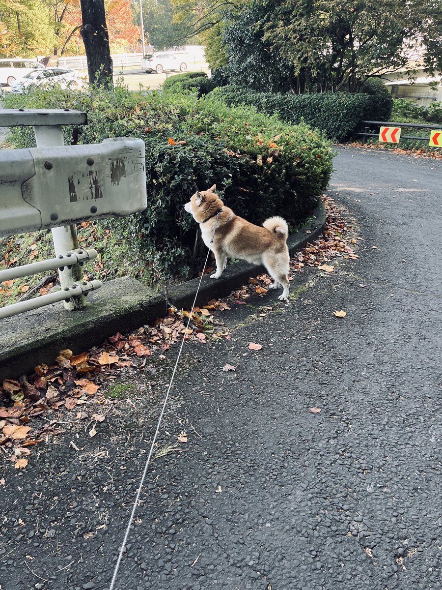 bubbledept's tweet image. 毎日犬の映画みてるようだし推しの主演犬優と同棲しています