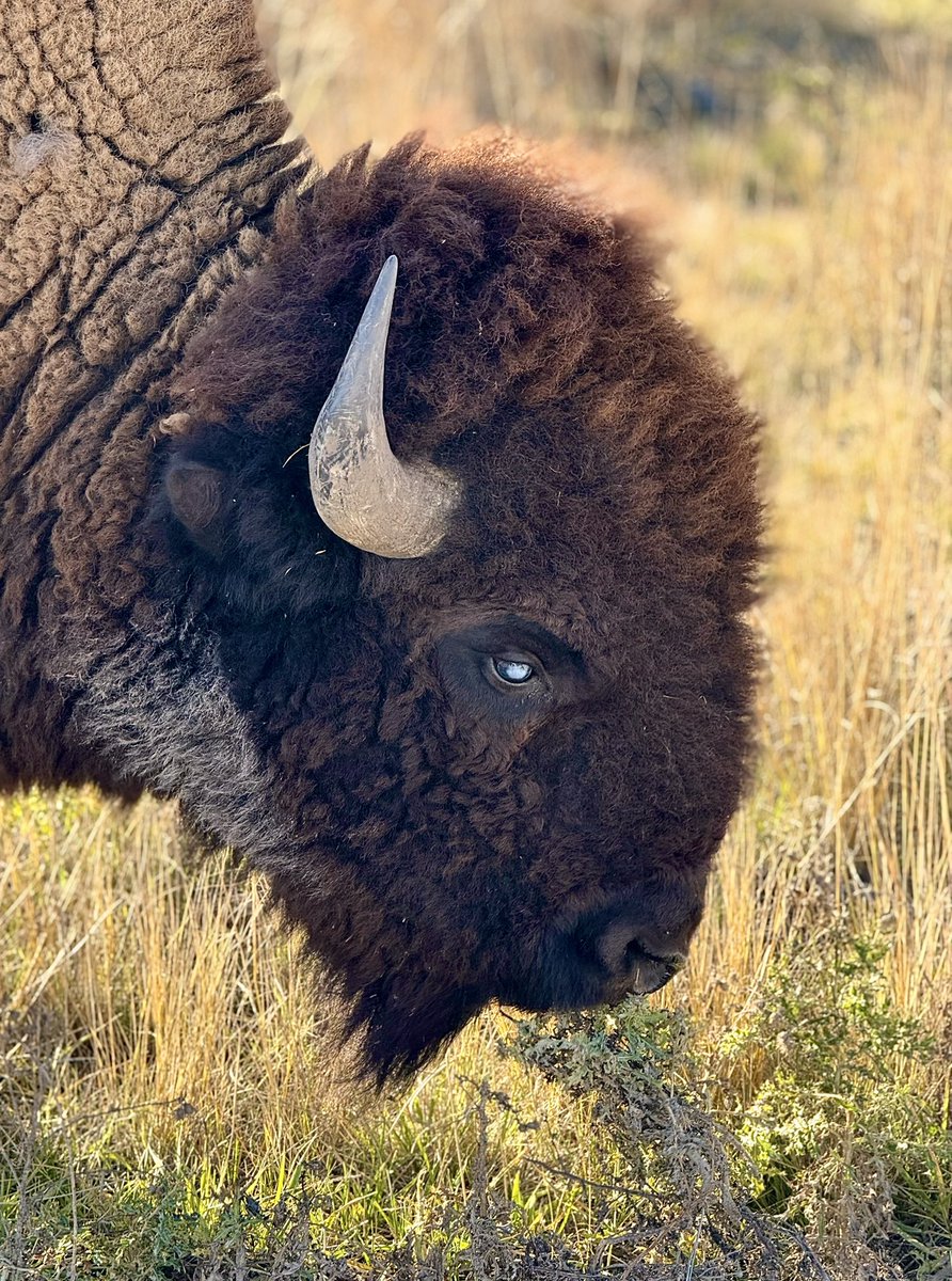 I haven’t post any CSKT Bison Range photos here? That’s strange.