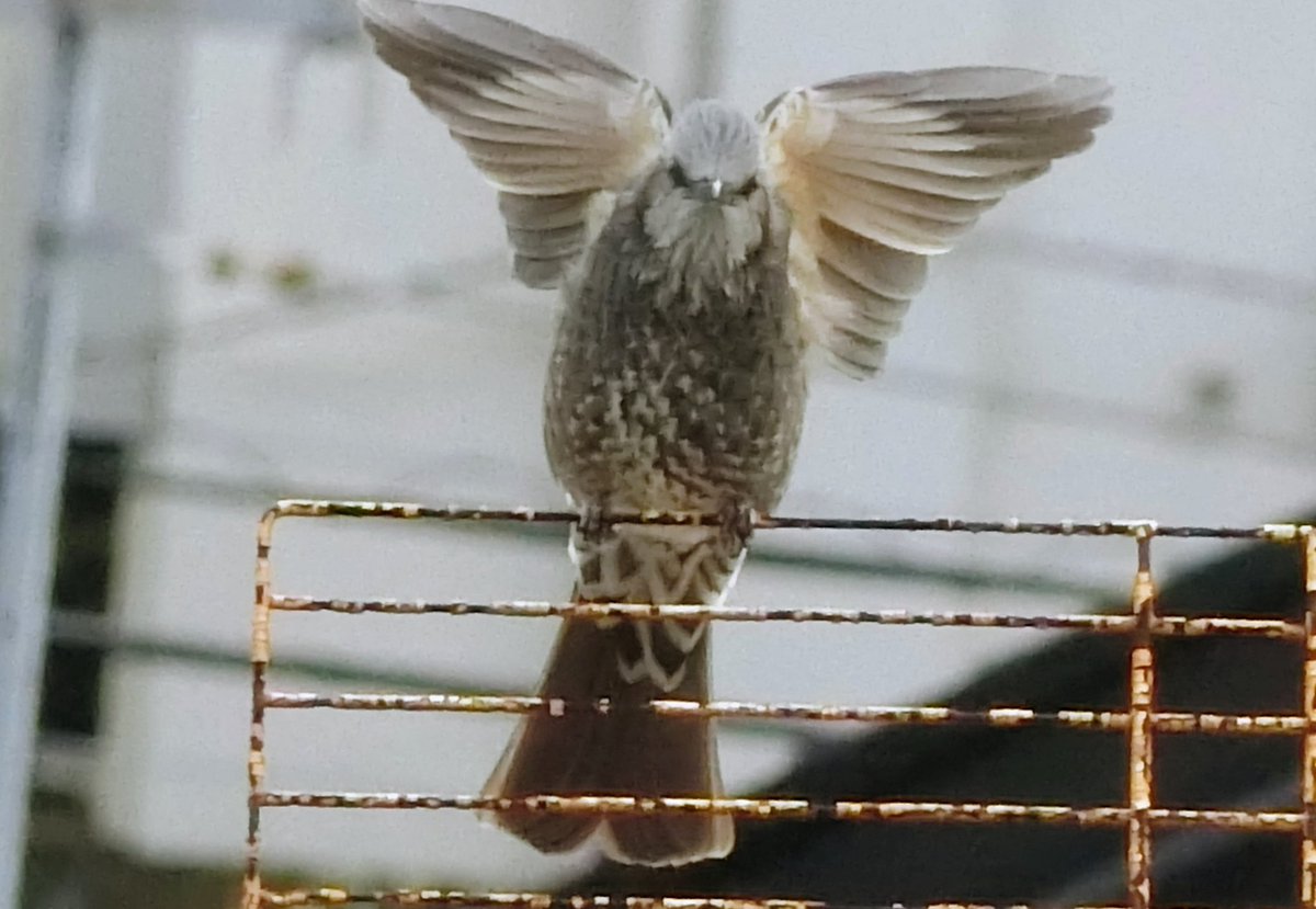 ひろりん (@tarochan96) / Posts / X