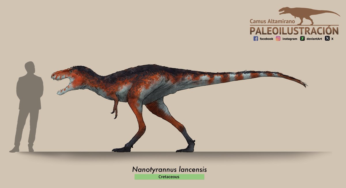 CamusAltamirano's tweet image. Science has spoken!

#Nanotyrannus is a valid species afterall
Reconstruction based on @Maurissauro skeletal and colors inspired on Thamnophis elegans terrestris