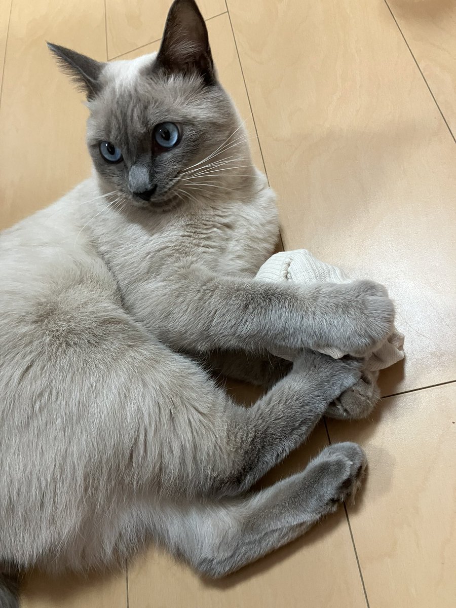 t_a_n_u_chan's tweet image. 靴下返してぇ