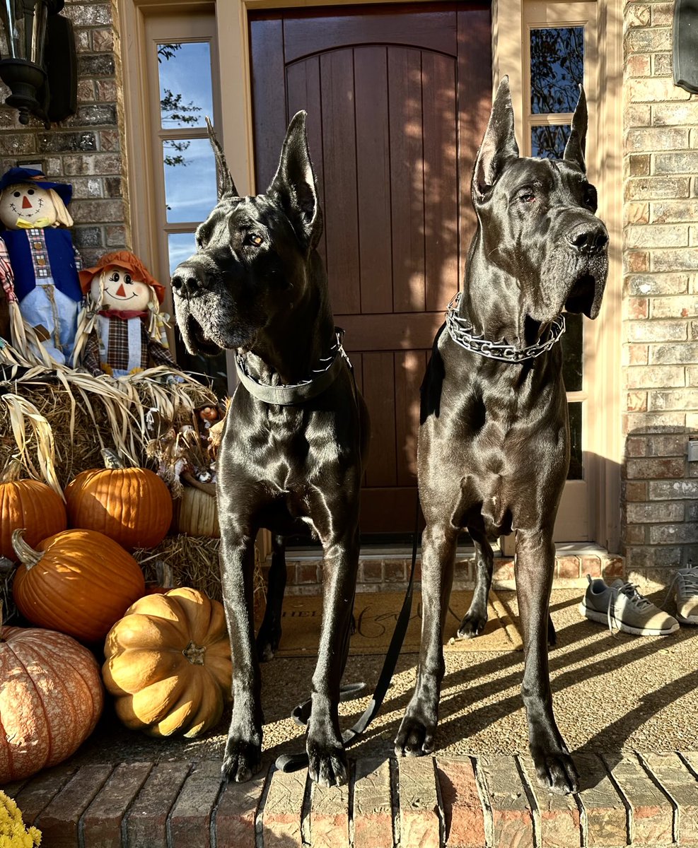 The Panic tweet media