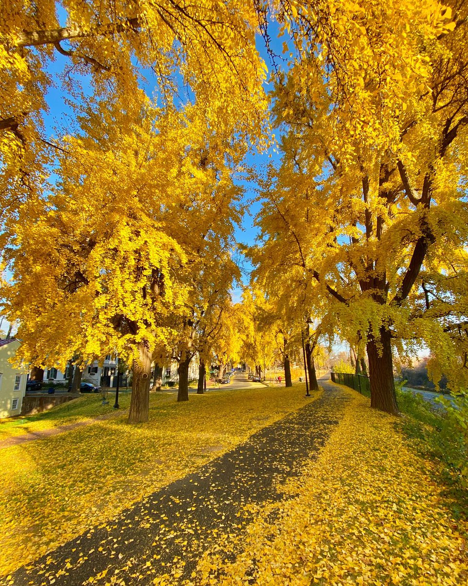 washingtondc's tweet image. DC looks good in fall colors. 🍎🐿️🍁🧡⭐️

📸: adam_brockett, mattschmalzel, drchubacca, saturdaysindc / IG #Only1DC