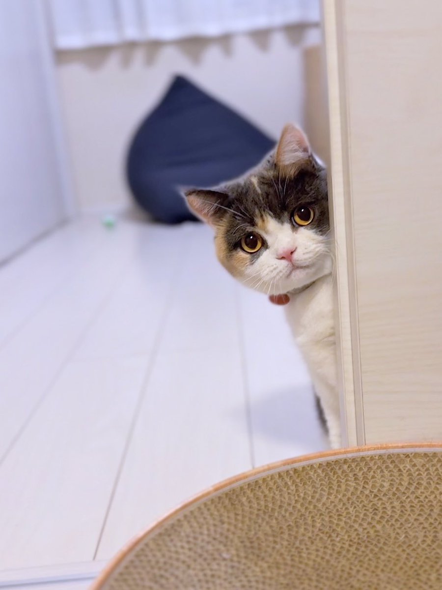 ごめんください…猫ですが、ずっとここで待ってます。