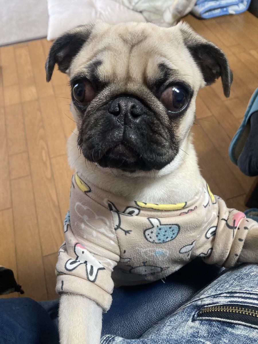 パグ様 ㈲ポテンシャル on X