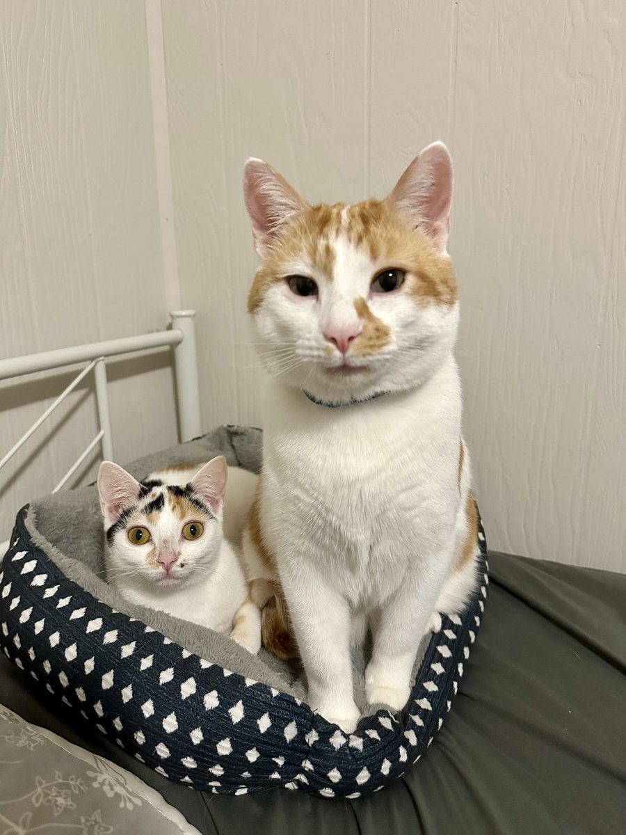 KiwiCat0703's tweet image. Goose thinks the cat bed is big enough for 2 kitties and Kiwi doesn’t think at all