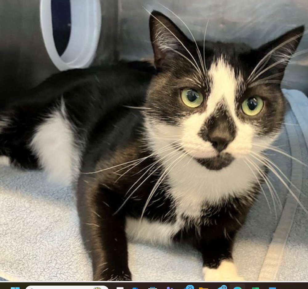 🆘 BEEF (ID 167246), 3 YO, MALE –  IN STATEN ISLAND ACC - came into the shelter as an owner surrender on 10/11/2025, with the surrender reason stated as animal behavior - not good with resident animals.    🆘🆘 😿 😿 😿 😿

➡️TBD 11/6/25

➡️ 🆘🆘  1ST Chance on Emergency
