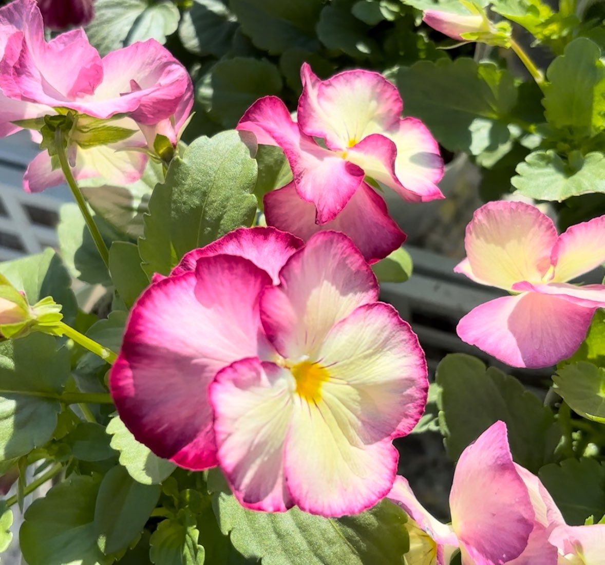 お庭とお花 はなんぼ on X