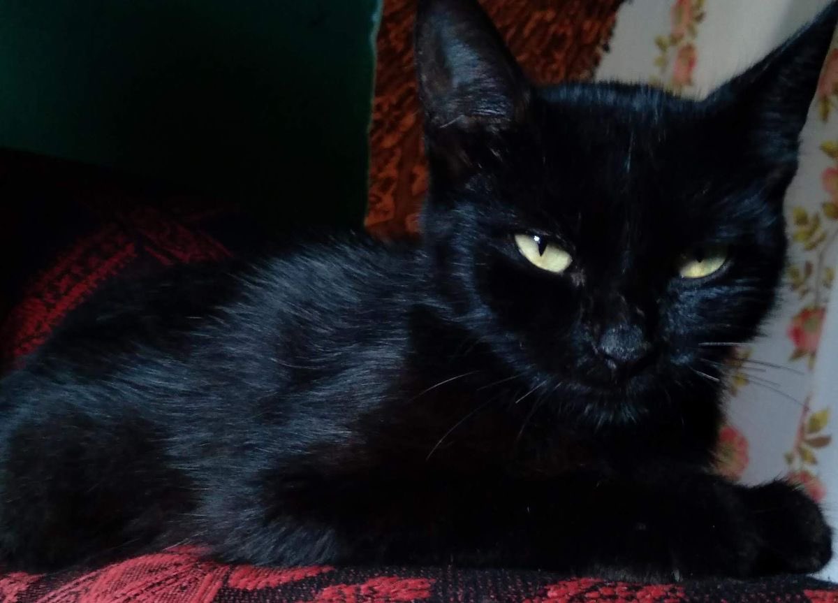 visualscat's tweet image. 