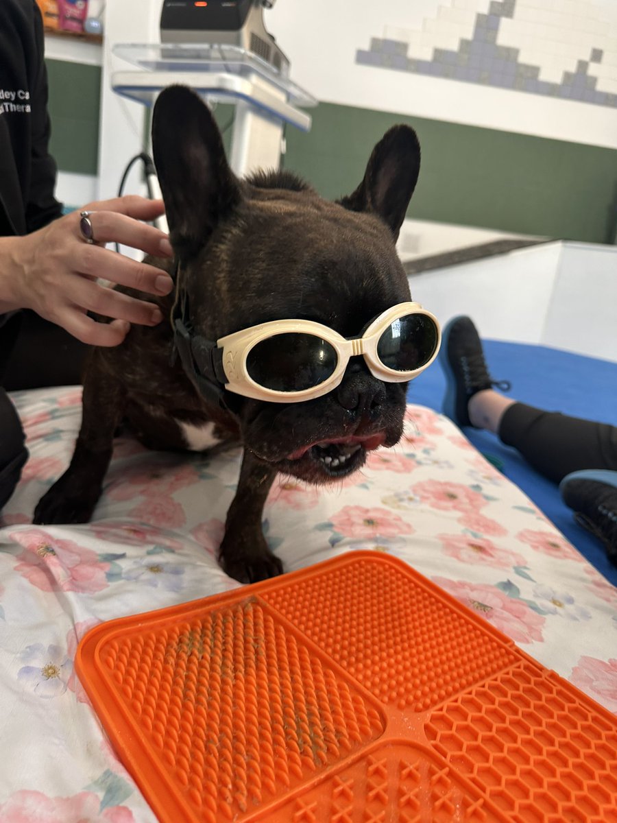 TheDeadBeatBros's tweet image. Hard work to try to regain strength!  Thanks to Rise Animal Wellness and Physical Therapy for helping Wicklow get stronger! 
#Deadbeats 
#Frenchie  
#Grind
