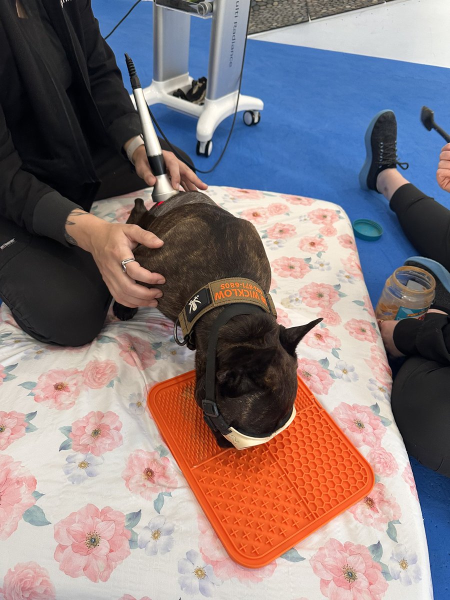 TheDeadBeatBros's tweet image. Hard work to try to regain strength!  Thanks to Rise Animal Wellness and Physical Therapy for helping Wicklow get stronger! 
#Deadbeats 
#Frenchie  
#Grind