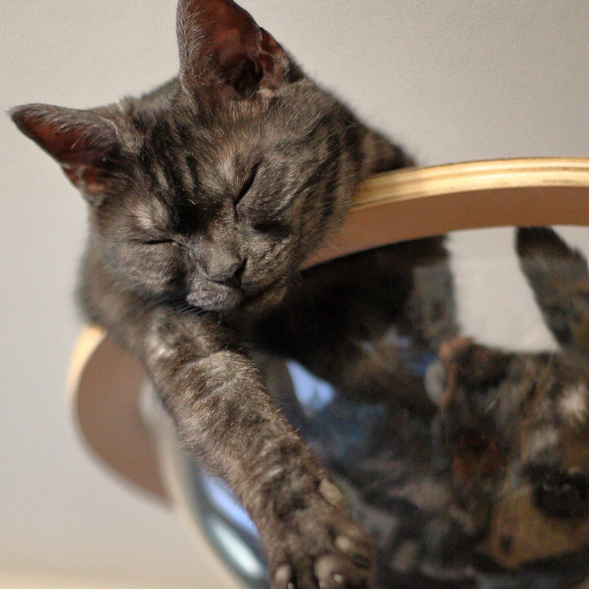 おはようございにゃす😺
今日は、津波防災の日、いいりんごの日、電報の日、縁結びの日📫✉️
#黒猫 #のあ 
#保護猫を家族に #猫かわいいね #猫好きさんと繋がりたい #猫のいる幸せ 
₍ᐞ•༝•ᐞ₎◞ ̑̑　　#HealTheWorld