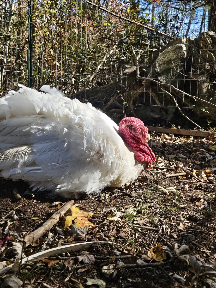 Rstrboy's tweet image. I can never explain to the normal people how my beloved turkey "Terrence" has gained the nickname 
"Tickle me Wince" and I call him it all the time.