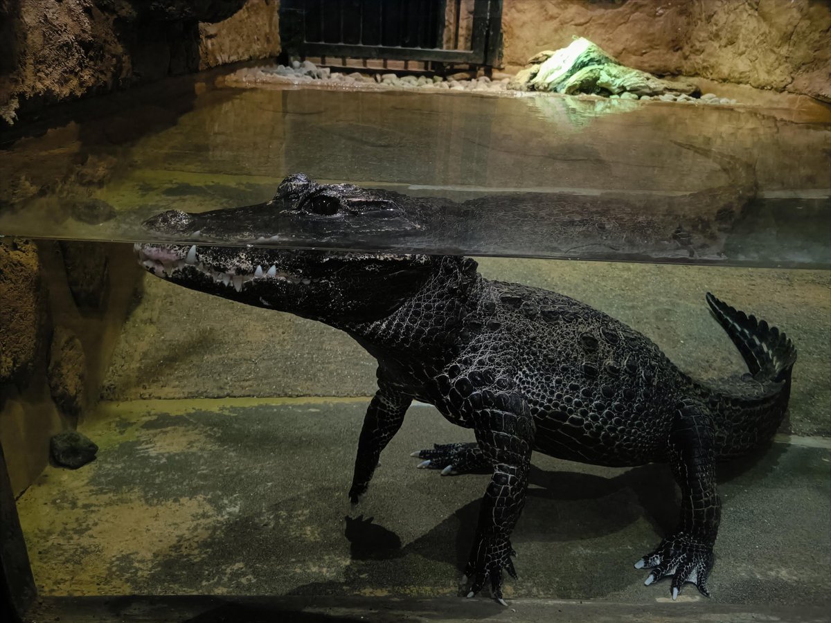 もうこはん on X