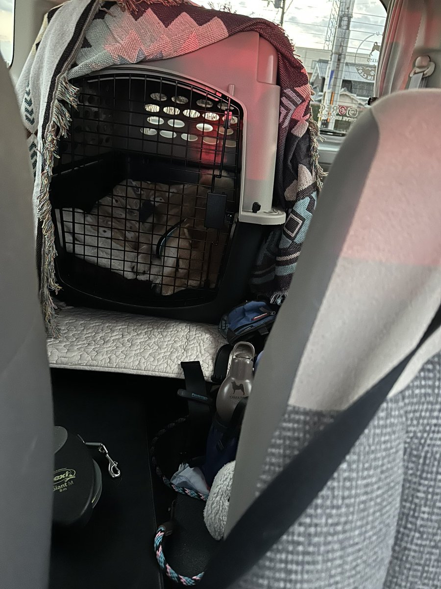 車でクレート実践中🚗
寝れてるし大丈夫そうかな👌
ただクレートがでかい！！もうひとまわり小さいの買うかなぁ🤔

#バリケンネル