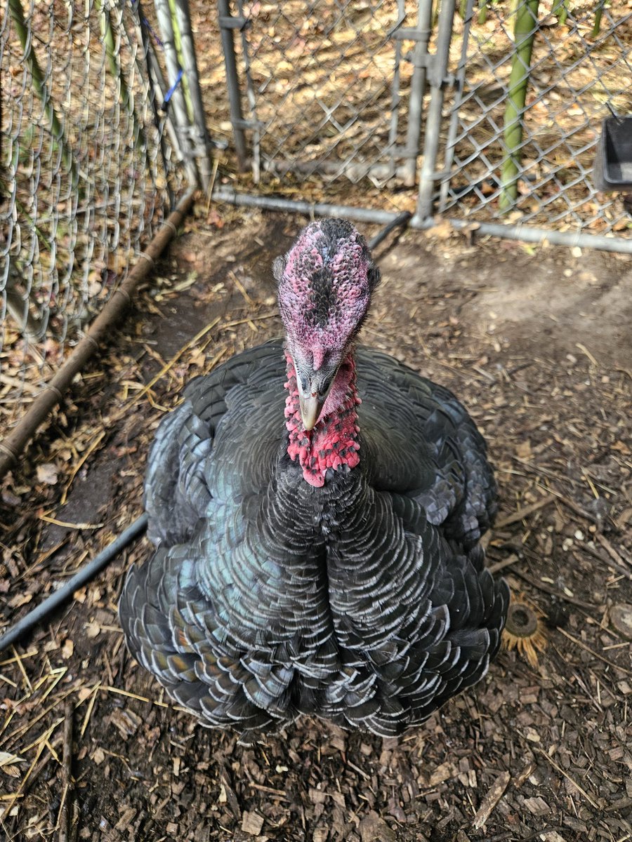 Rstrboy's tweet image. They have to live separately now because the turkey (Barb) has finally gained her broiler bird instincts and wants to eat all the food within five seconds 💔 
It's ok I still love you Fatty Barb