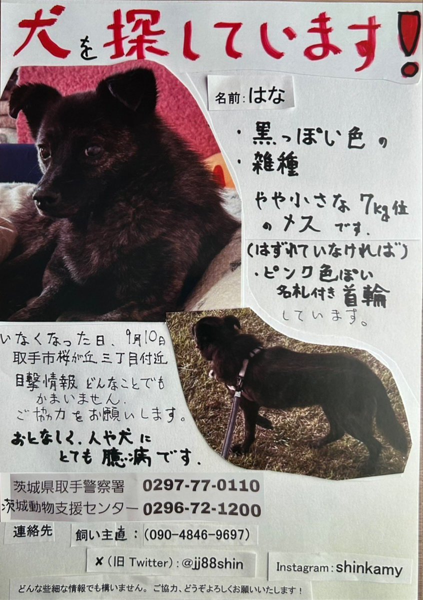 jj88shin's tweet image. @hapiwanjp #迷子犬 「はな」探しています 些細な情報でもご連絡下さい 黒っぽい雑種 ♀7kg・ピンクの首輪 人も犬にも懐いていません 最終目撃 10/2 戸頭神社 #利根川河川敷 雑木林 とにかく元気でいてネ 9/10 #茨城県 #取手市 桜が丘より逃  #守谷市  📞 090-4846-9697 X: @jj88shin
