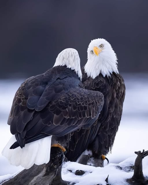 Sabret ki herşey hissettiğin kadar derin ve sonsuz olsun. Sabret ki herşey gönlünce olsun. Mevlana