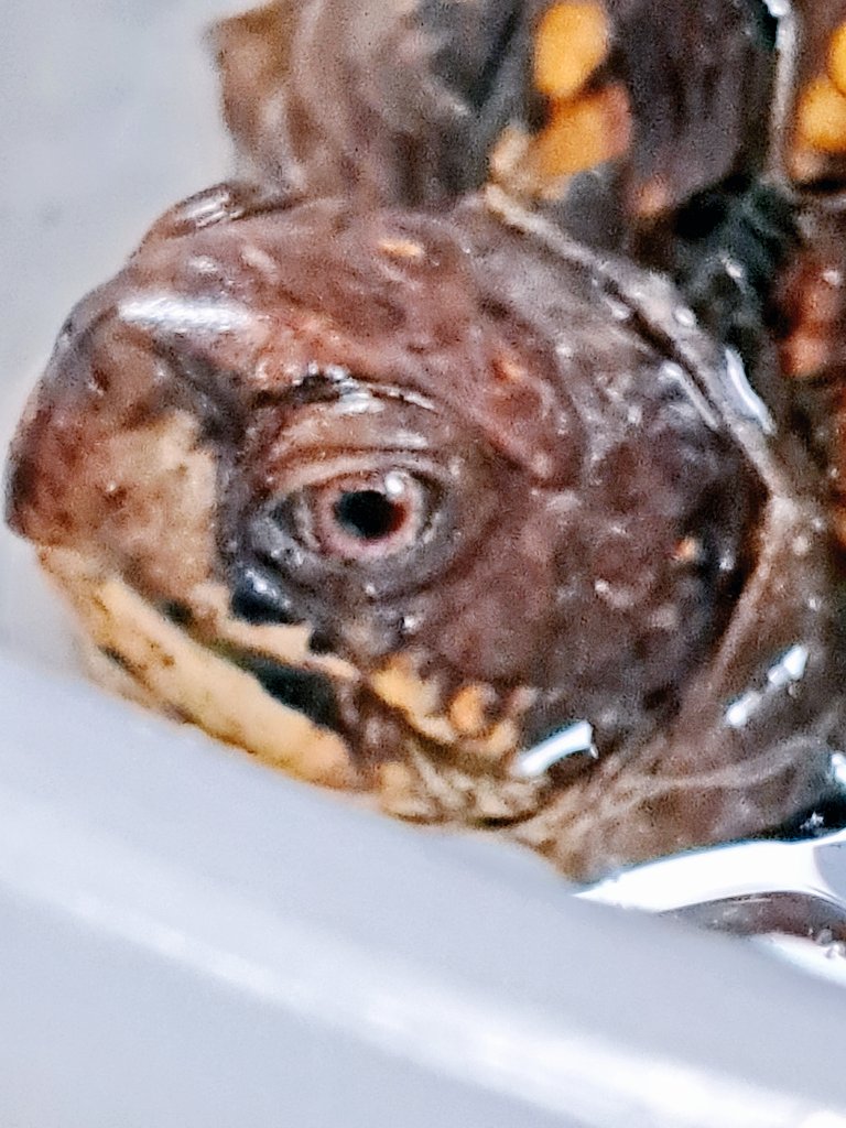 おはようございます☀️😃❗
イベント後に必ず2,3日は身体がバキバキに😱考えて見たらヒンズースクワット(立ち、座り)を100回はイベント中にこなして♪だよね。一番ひどいのは2日後だから昨日。ロキソニンのまなきゃ歩けないほどでした(笑)
話は変わって、