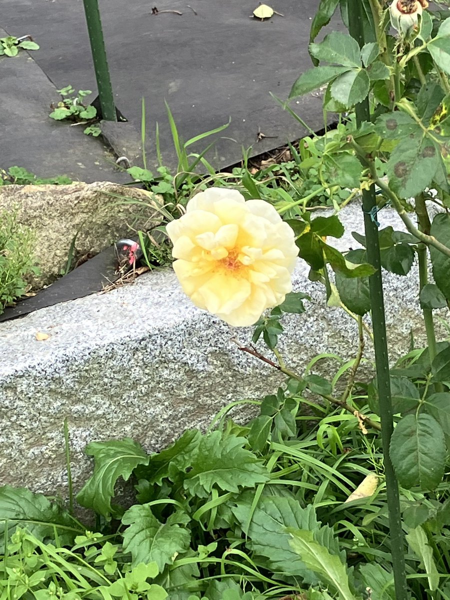 のぶちゃん様の専用ページ のぶちゃん様の専用ページ のぶちゃん on X