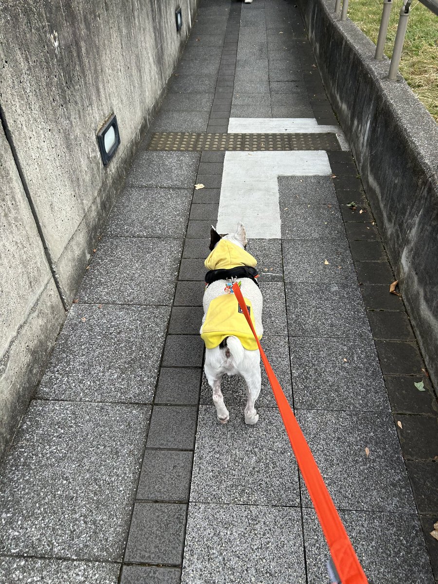 今朝も健脚なペンタ。おはようございます😃