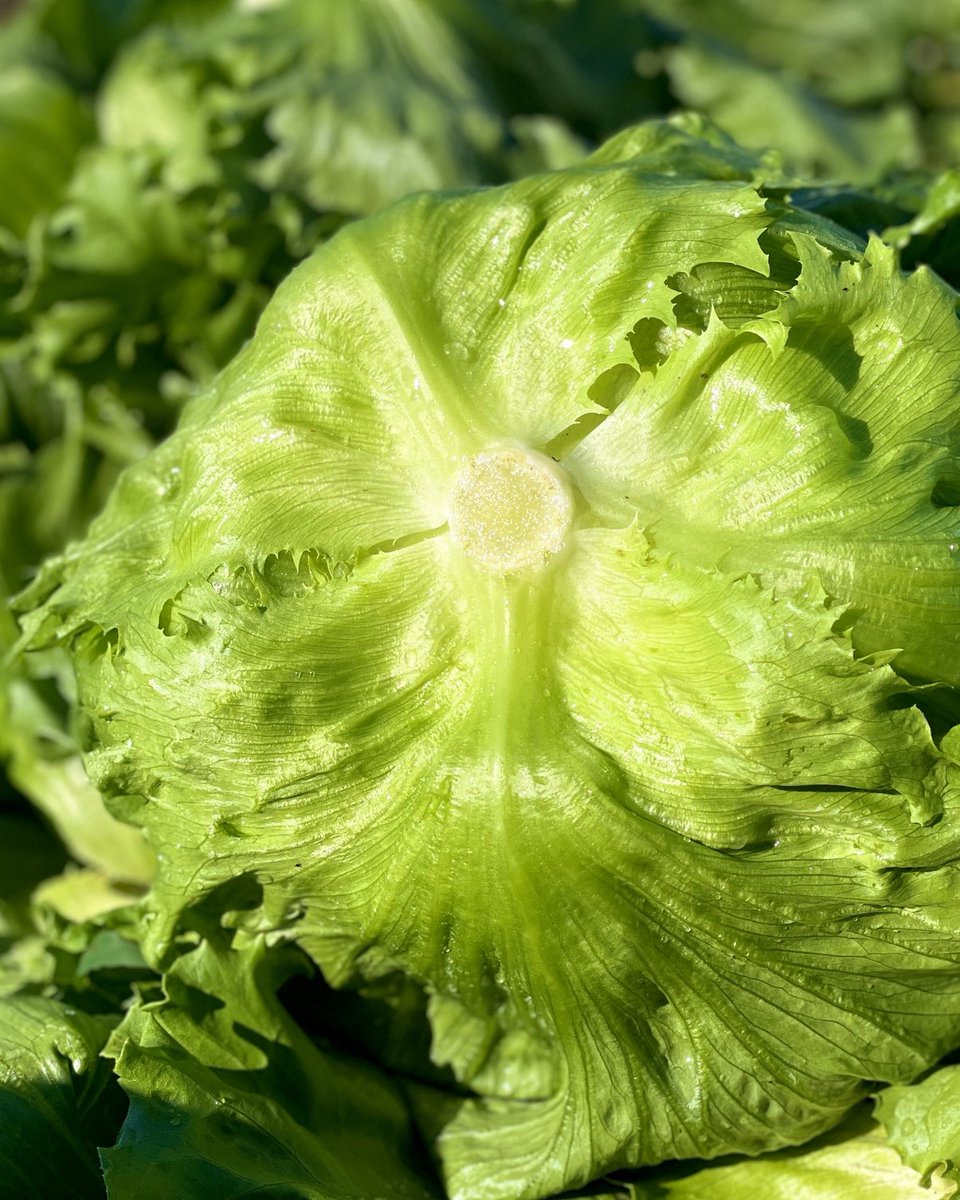 キャベツ食べて！
もつ鍋とかどうですか！！！
簡単に食べたいなら塩昆布と胡麻油かな？？！？！
あとついでにレタスも食べて😭🫶笑
レタスまじ安いんだけどお店は安くないのかなぁ、、