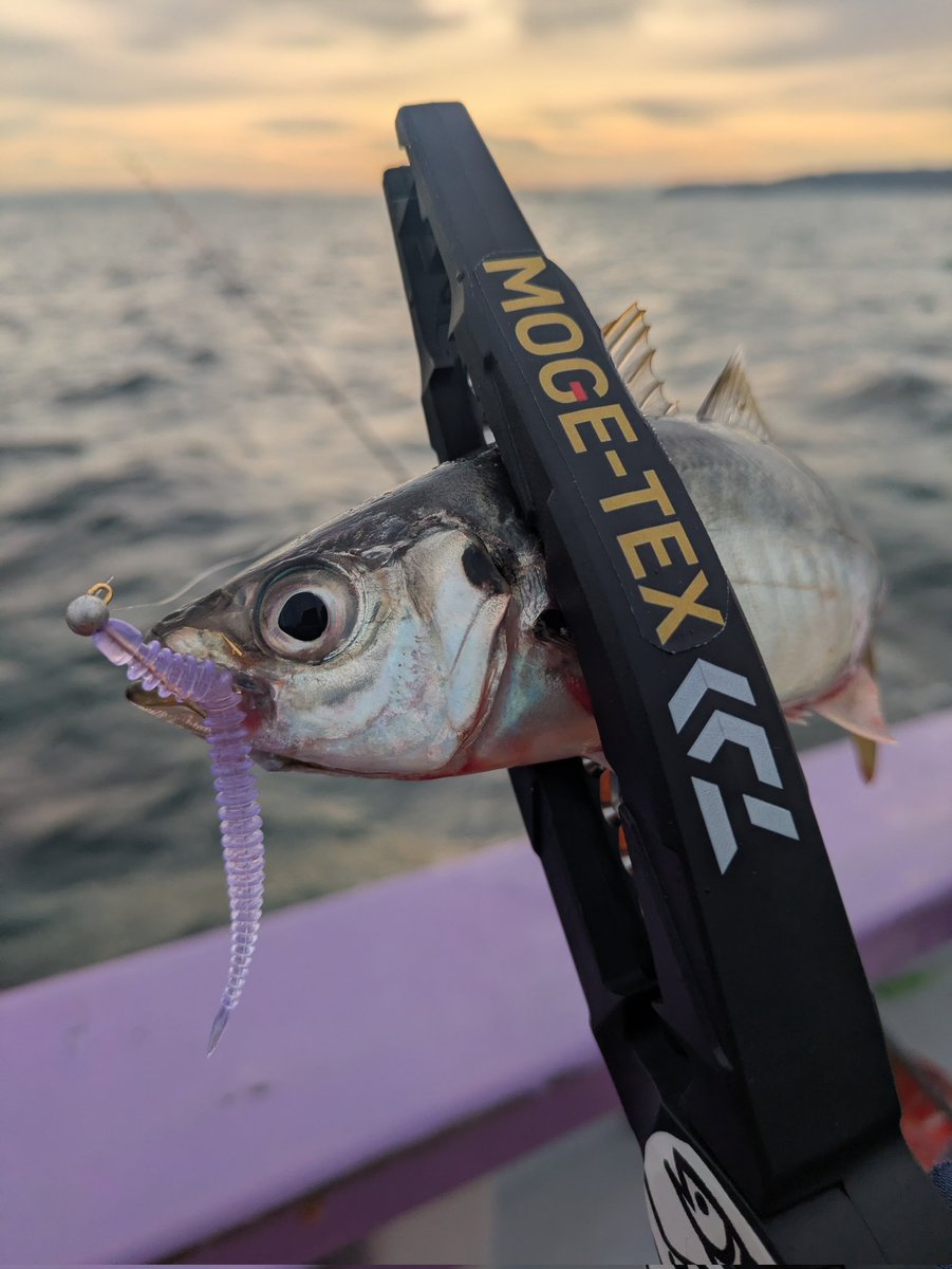 マルヤマ (@4O3Forbidden) / Posts / X