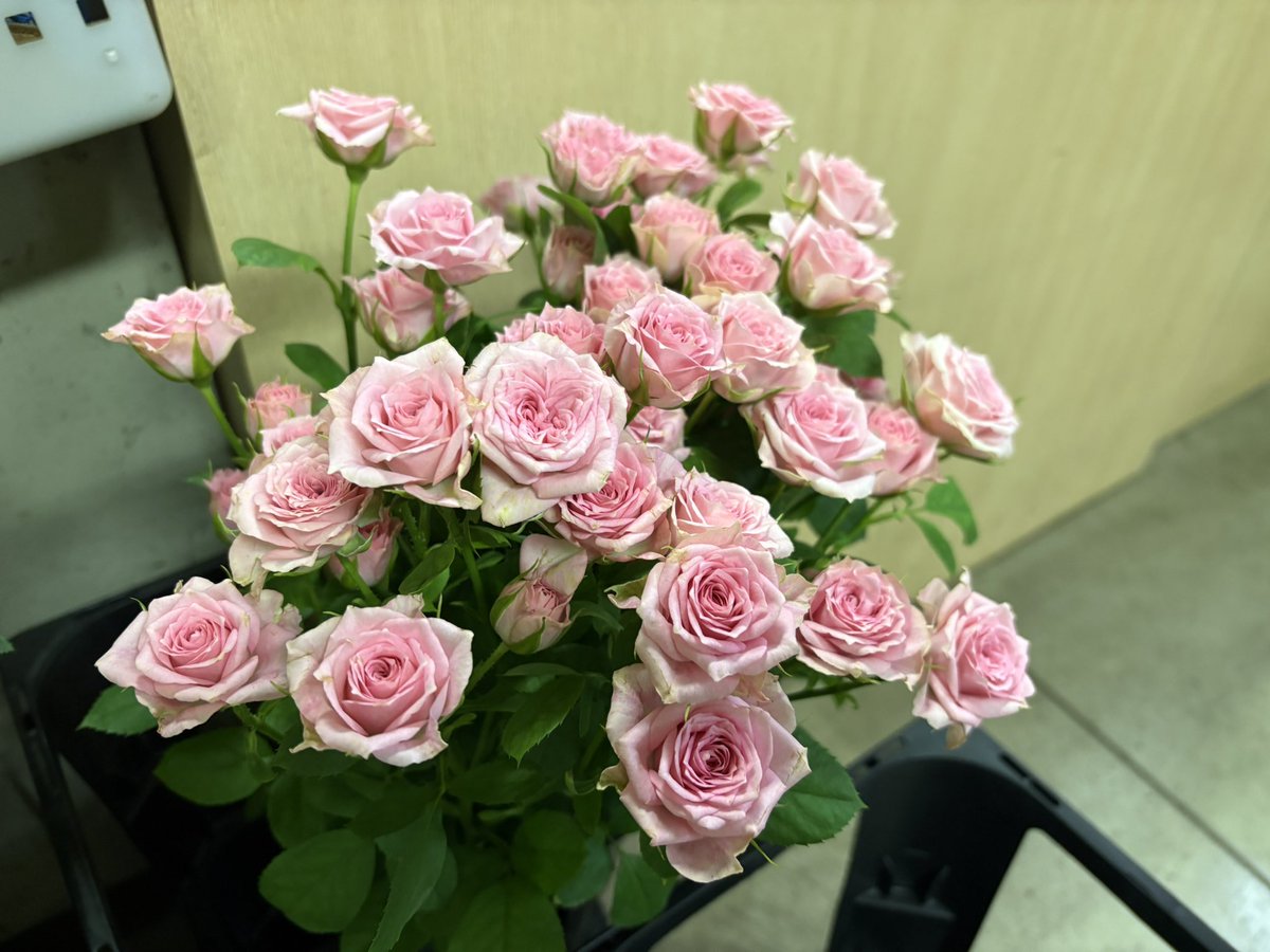 こはな ラグナダイレクト / ZZYZX OX（ザイジックス・オーエックス