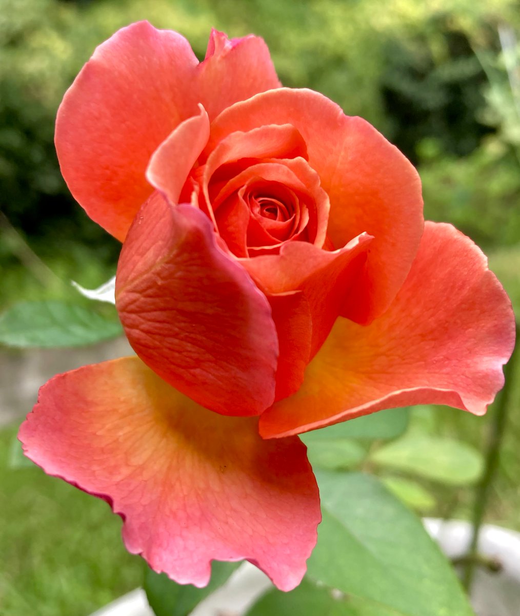 舞桃華🇯🇵 (@B31W5PAfD3Jgcjc) / Posts / X