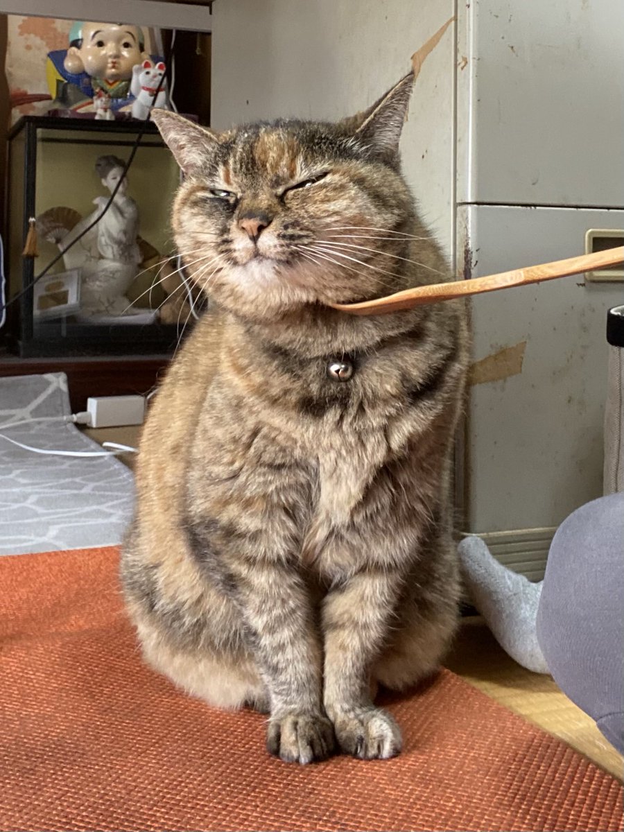 猫先輩 ねこ先輩 on X