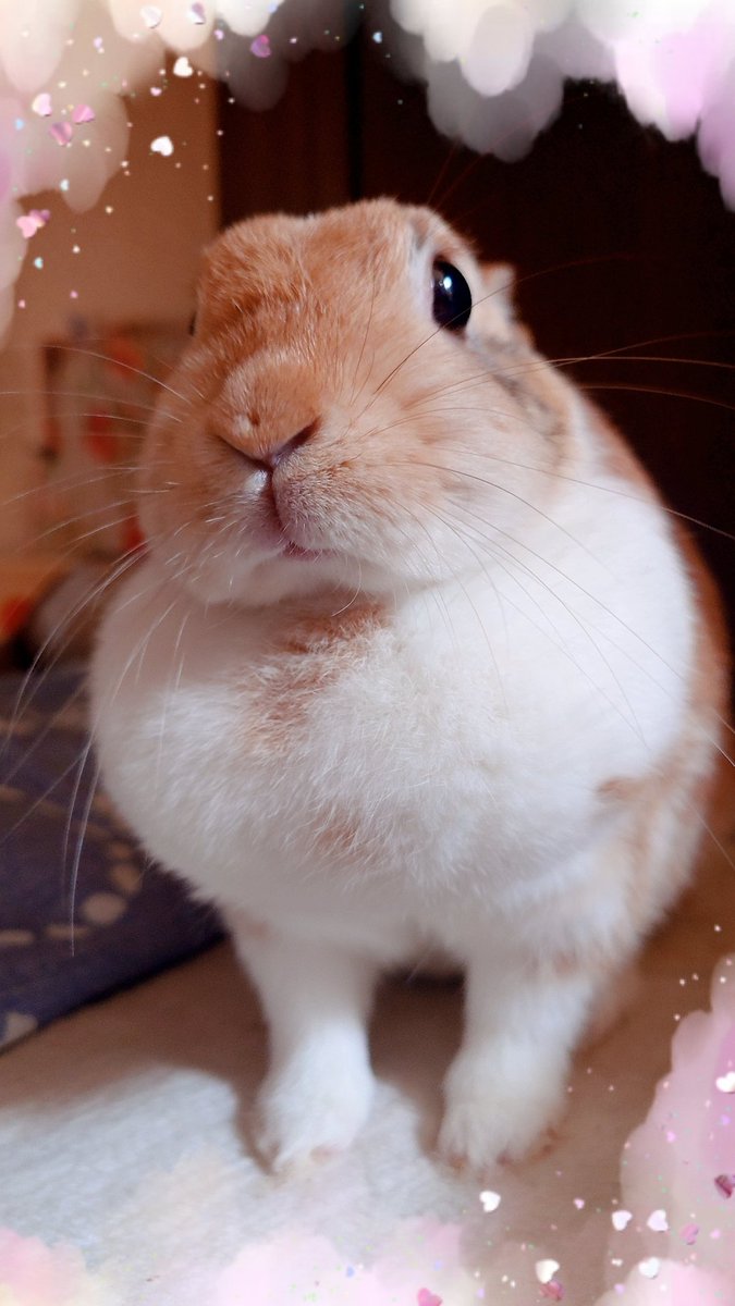 きなこお嬢様の日常🐰🩷 on X