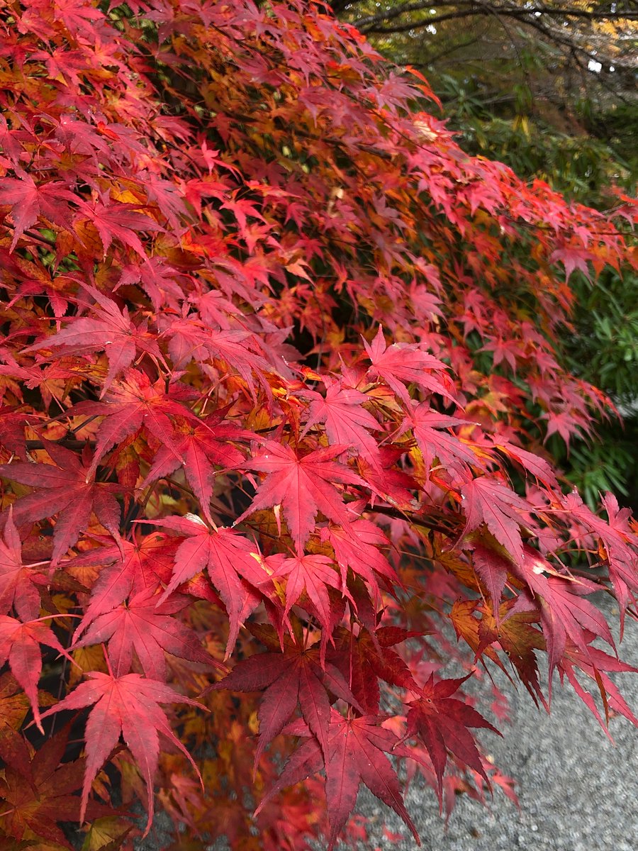 箱根湿生花園 (@shisseikaen) / Posts / X