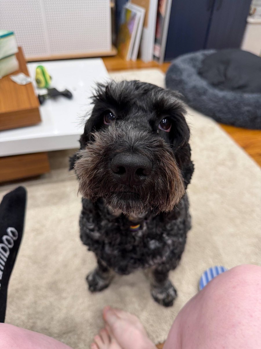 scagamuffin's tweet photo. @servicerotties Dusty my gorgeous girl 💜 https://t.co/C6avRfNzkC