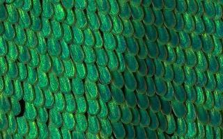 MBLScience's tweet image. How does a butterfly make brilliant green wings? New study illuminates the development of structural color, with MBL Director Nipam Patel as a co-author. mbl.edu/news/how-butte…
Photo credit: Nipam Patel