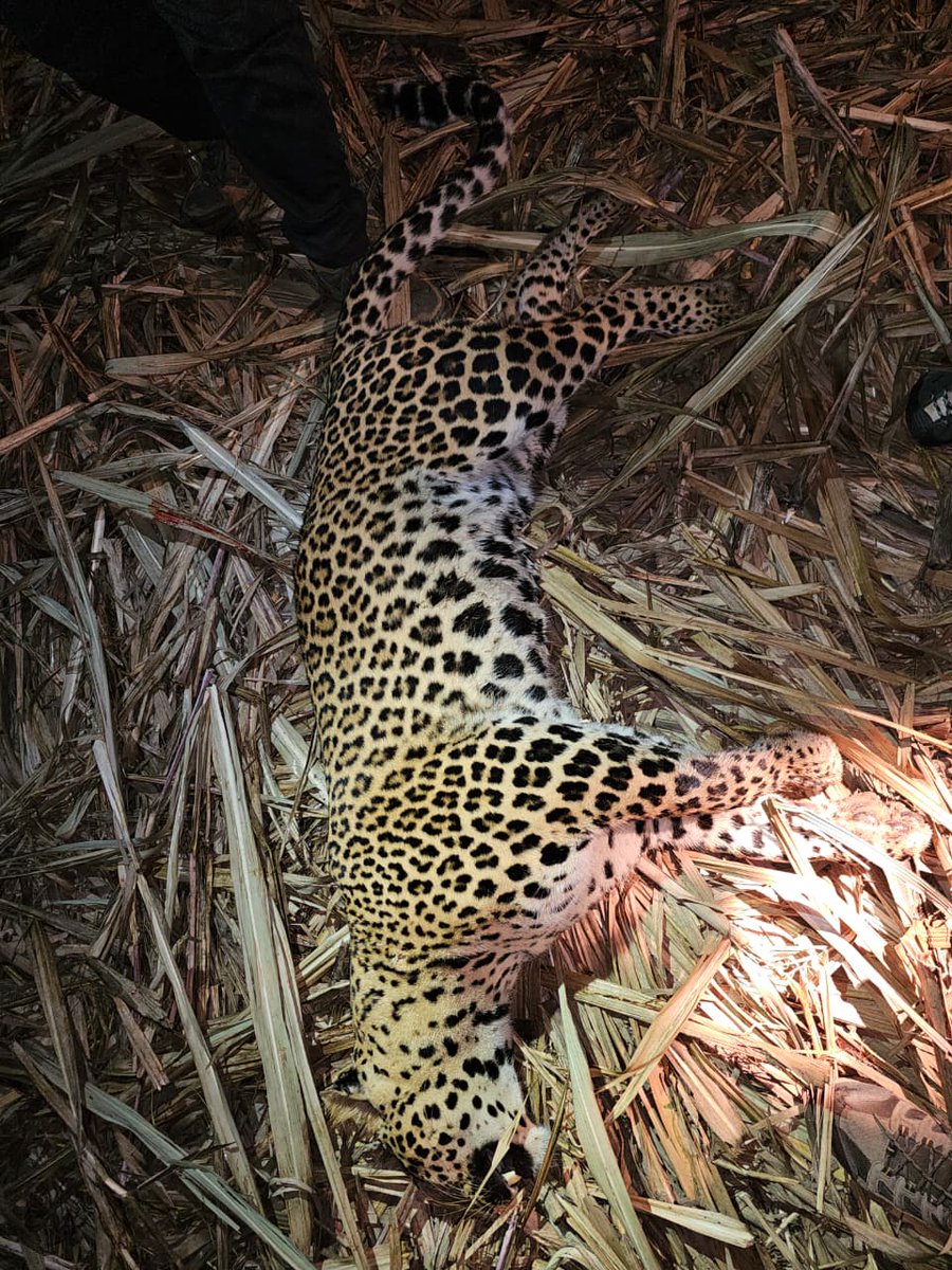 A leopard suspected to be involved in three human deaths was shot dead near Pimparkhed village in Shirur taluka of Pune district on late Tuesday night.

#pune #junnar #pimparkhed <a href="/mid_day/">Mid Day</a> #humanwildlifeconflict #maharashtra