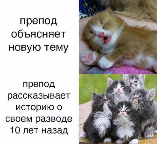 Borsique😺 (@borsique) on Twitter photo 